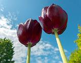 Tulips In The Sky_00475